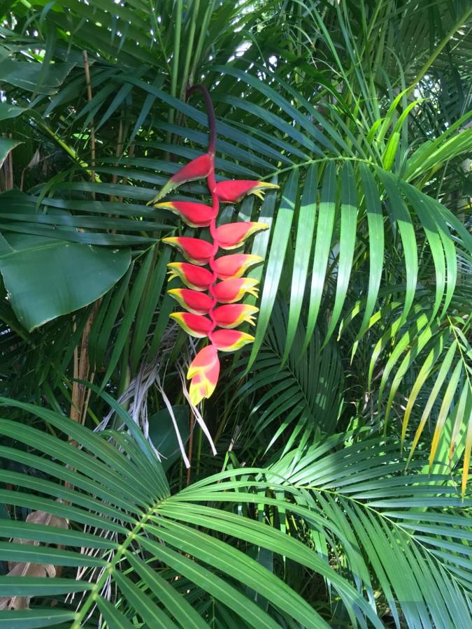 villa vacances guadeloupe