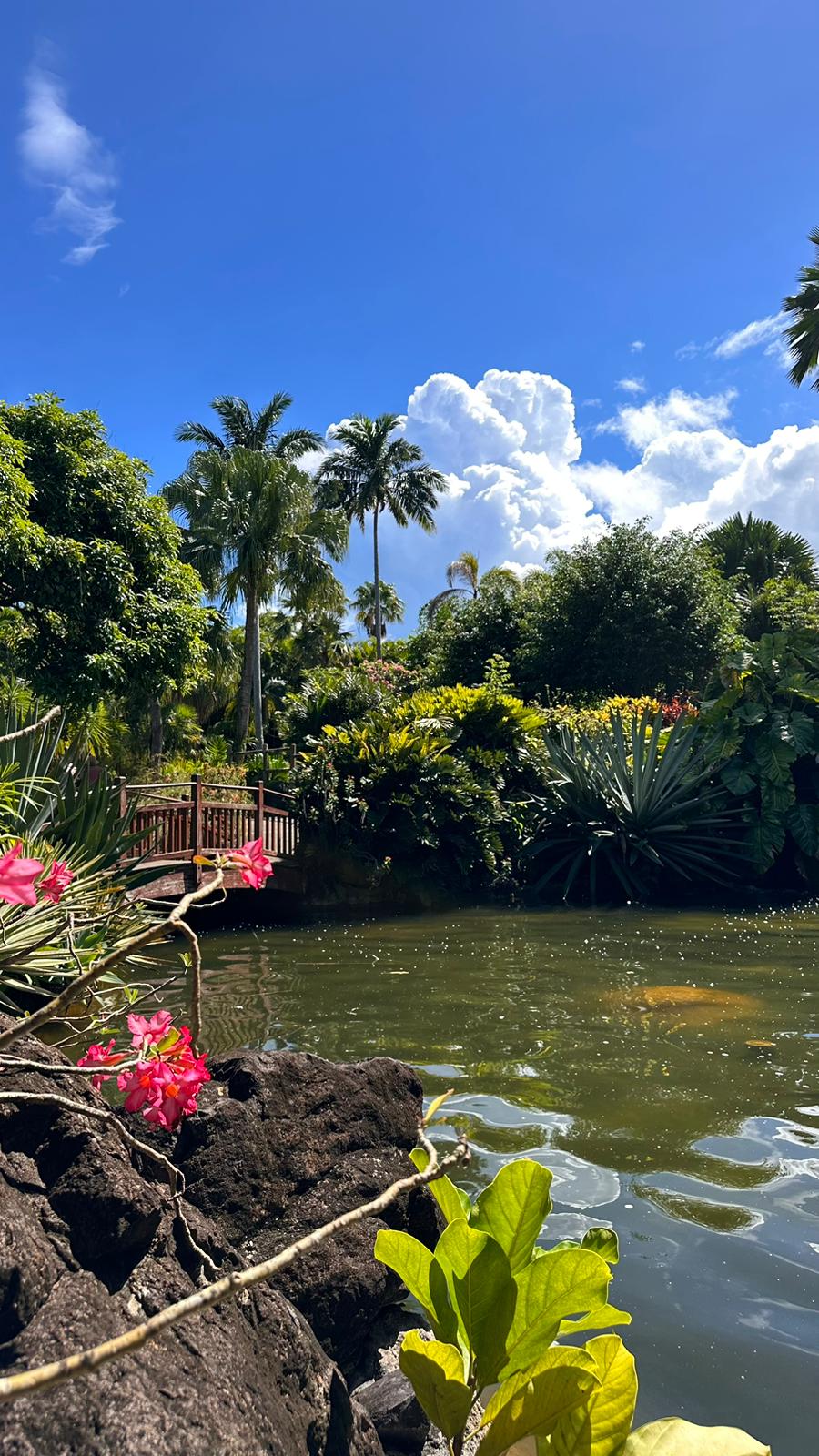 logement vacances deshaies guadeloupe